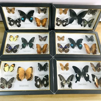 Събиране на образователни материали Pretty Butterfly Real Sample /Декор материали за произведения на изкуството с образци на Пеперуди